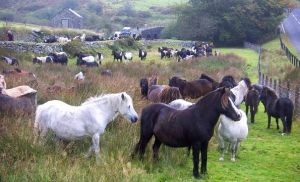 Pony Herd Identification