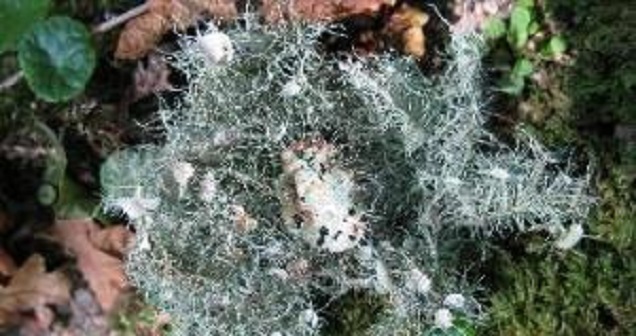 Beard Lichen