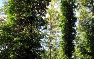 Ivy growing on larch trees Hisley Wood