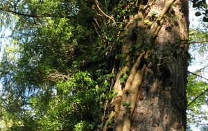 Close up of ivy growing on larch tree showing places where bats might roost