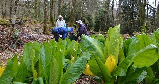 Skunk Cabbage