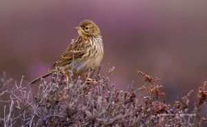 Moorland Birds: their history and future