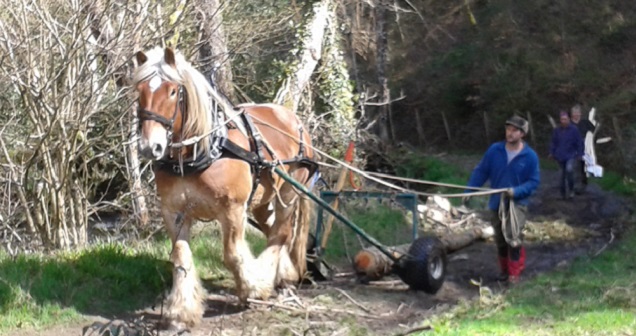 Horse logging Picture