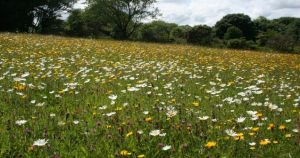 Postbridge Haymeadows