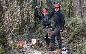 Trainees safely fell tree