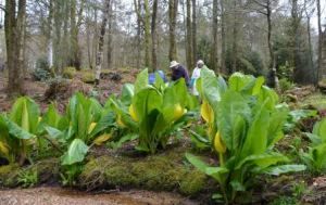 Dartmoor non-native plant control project 