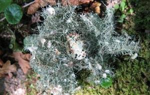 Usnea florida- a beard lichen