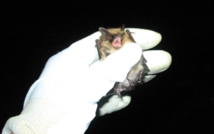 Scientist holding bat