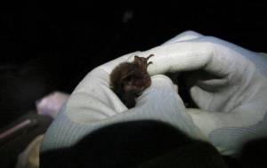 Surveyor inspecting a barbastelle bat