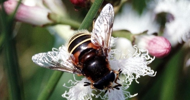 Bog Hoverfly