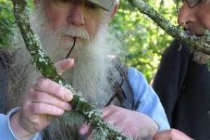 One of the lichen lovers takes a closer look at beard lichen