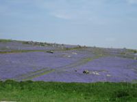 Holwell lawn bluebells