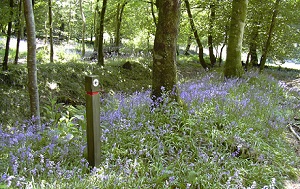 Brimpts Bluebells 300x189