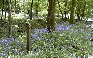 Bluebells at Brimpts Tin Trail